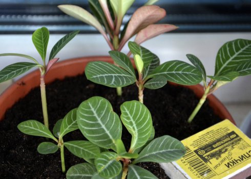 Молочай беложильчатый (кімнатний квітка): догляд в домашніх умовах