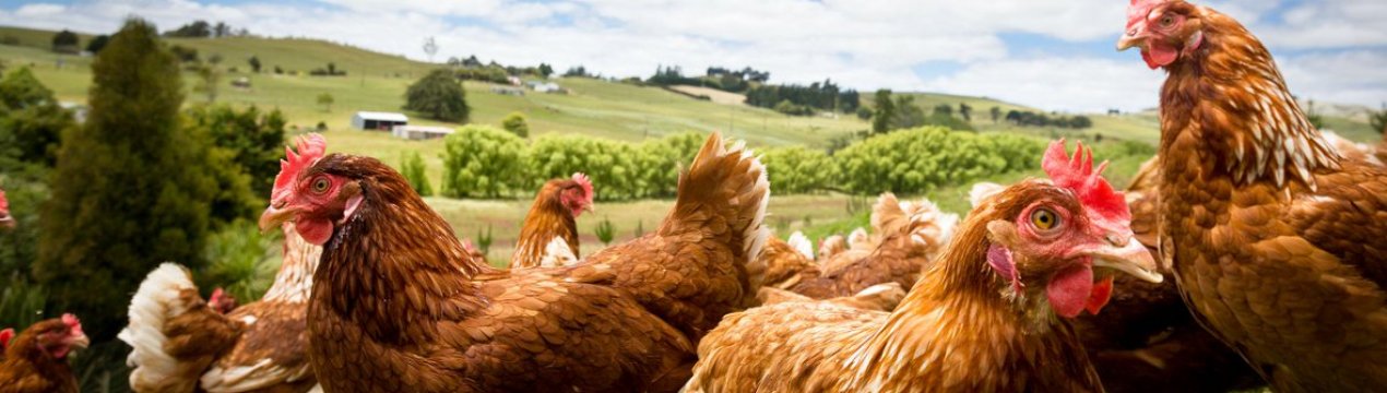 Кури породи Шейвер: опис, догляд та годівля