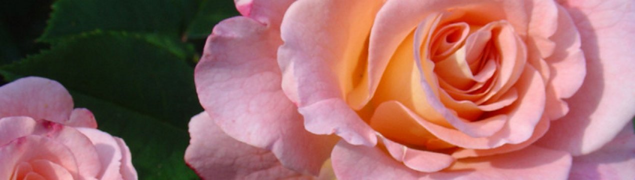 Все про троянди Флорибунда