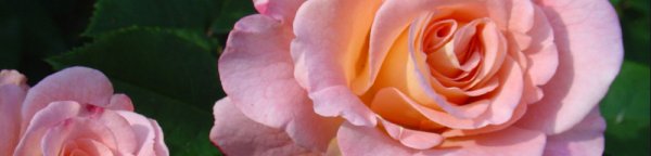 Описание розы сорта Фламентанц посадка и уход укрытие на зиму