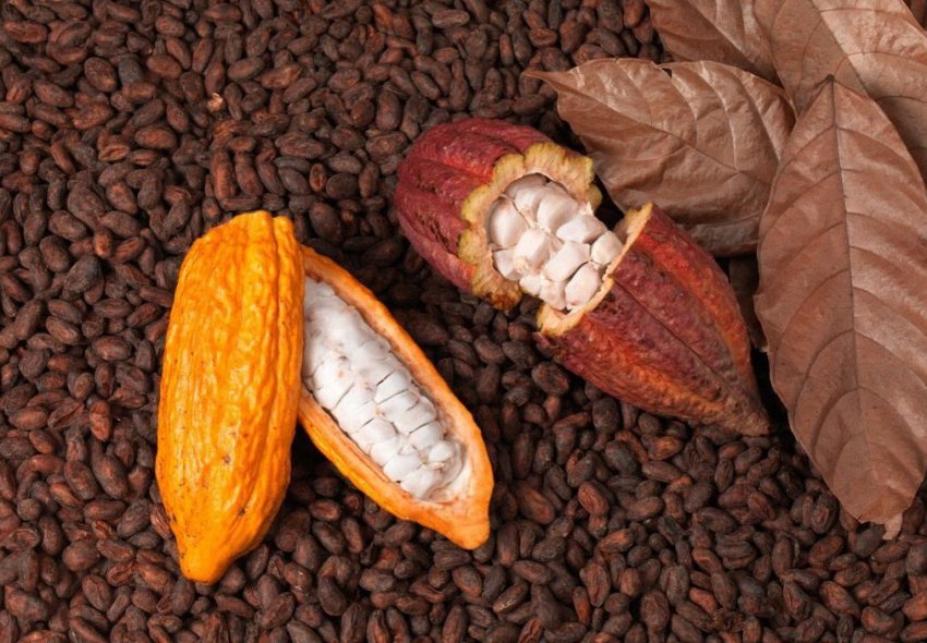 Виробництво какао в Колумбії Виробництво какао в Колумбії