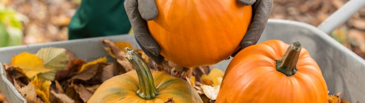 Лунний календар садівника-городника на жовтень 2020