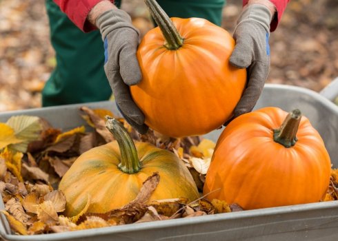 Лунний календар садівника-городника на жовтень 2020