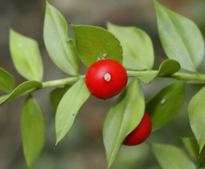 Рускус (рускус) - як виростити і розмножити