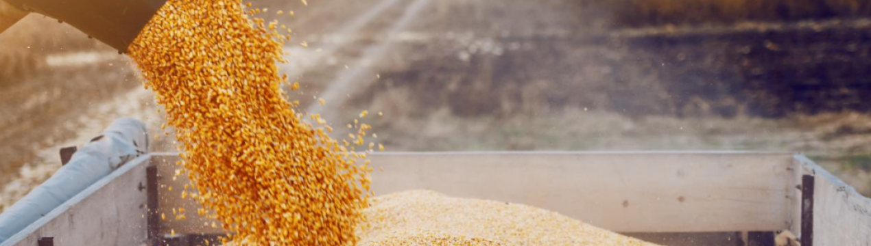 Бразилія розглядає можливість тимчасового скасування мит на імпорт деяких зернових