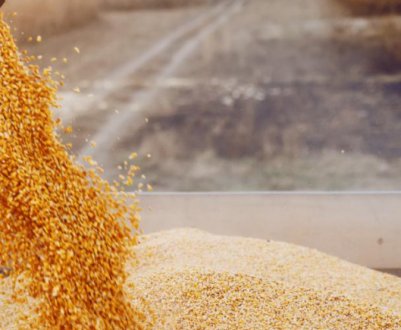 Бразилія розглядає можливість тимчасового скасування мит на імпорт деяких зернових