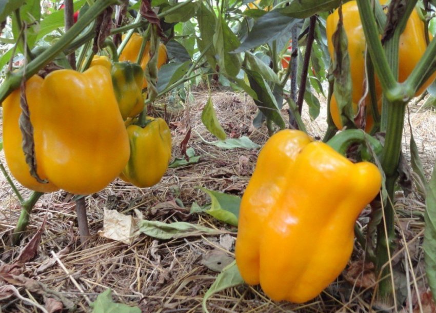 Перец Біг-мама Перец Біг-мама