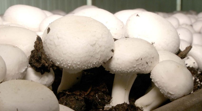 Шампіньйони в домашніх умовах