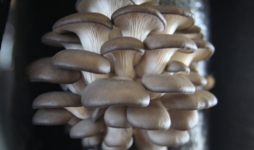 Вешенки в домашніх умовах