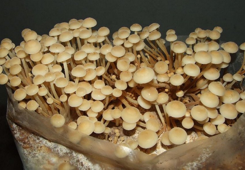 Зимові опеньки в домашніх умовах