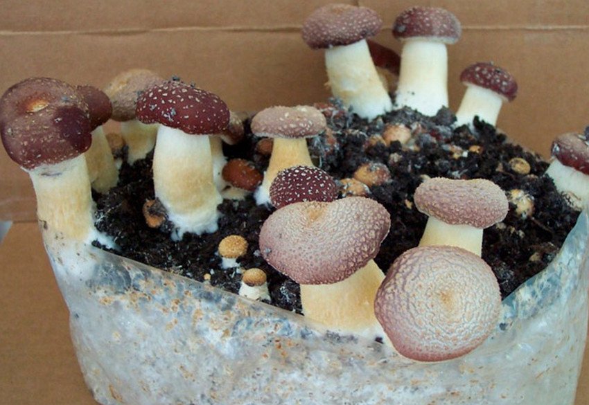 Гриби строфарія в домашніх умовах