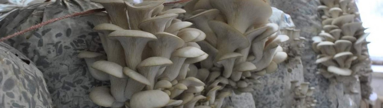 5 грибів, які можна виростити на дачі або вдома без великих клопотів