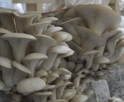 5 грибів, які можна виростити на дачі або вдома без великих клопотів