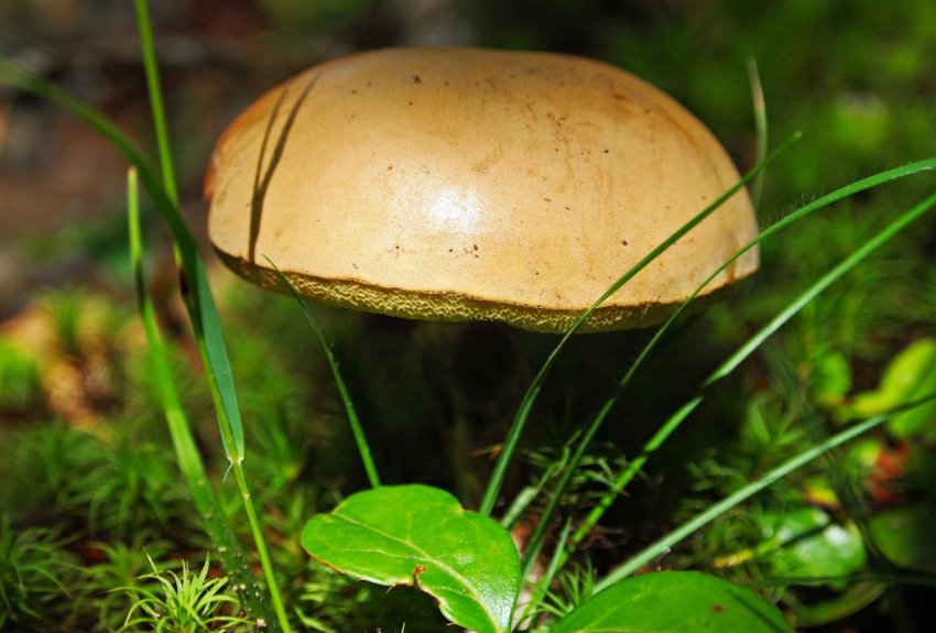 Органічні гриби Органічні гриби