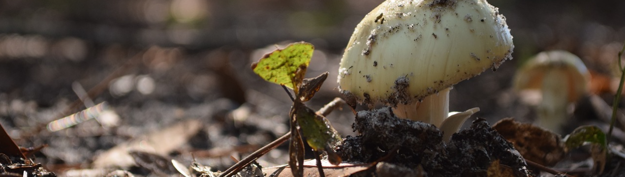 Венська компанія Pilzservice Lazov вперше пропонує вирощені в регіоні органічні гриби