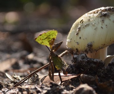 Венська компанія Pilzservice Lazov вперше пропонує вирощені в регіоні органічні гриби