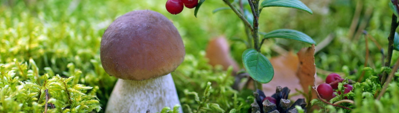 Ліс повний вітамінів