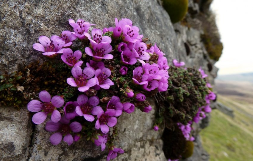 Камінеломка Камінеломка