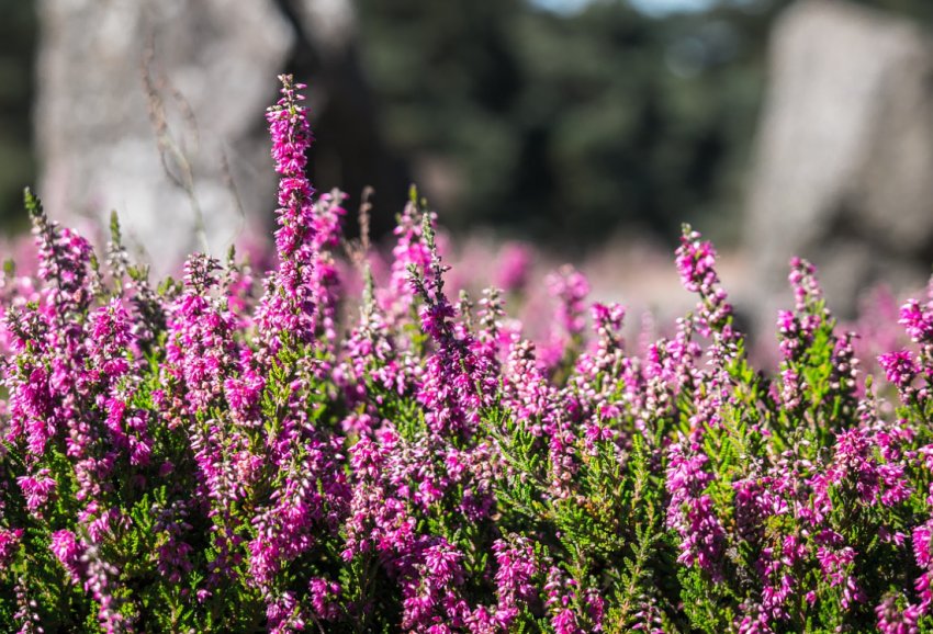 Вереск Вереск