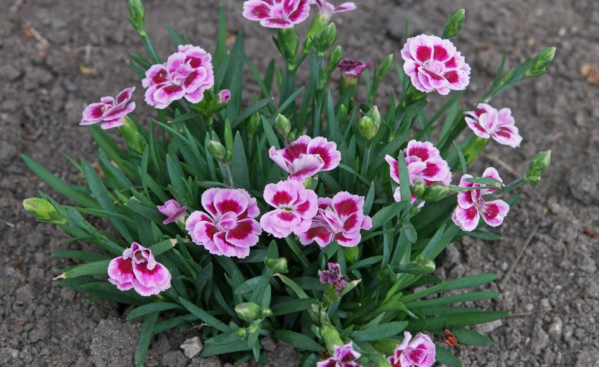 Гвоздика садова Гвоздика садова