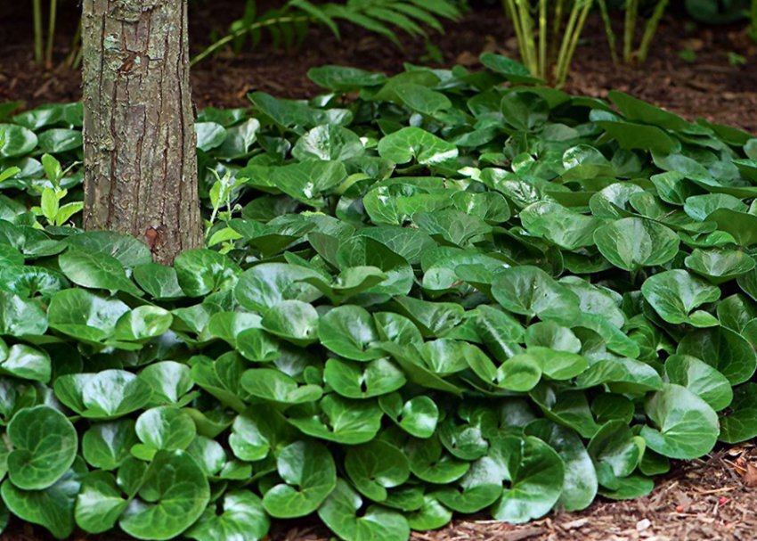 Копытень Копытень