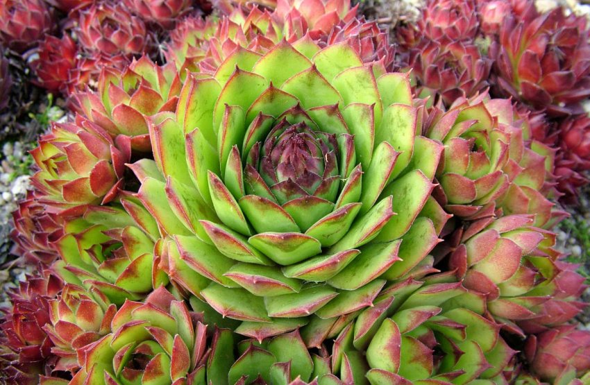 Молоділо Молоділо