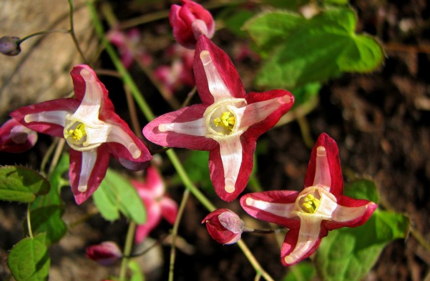 Горянка Горянка