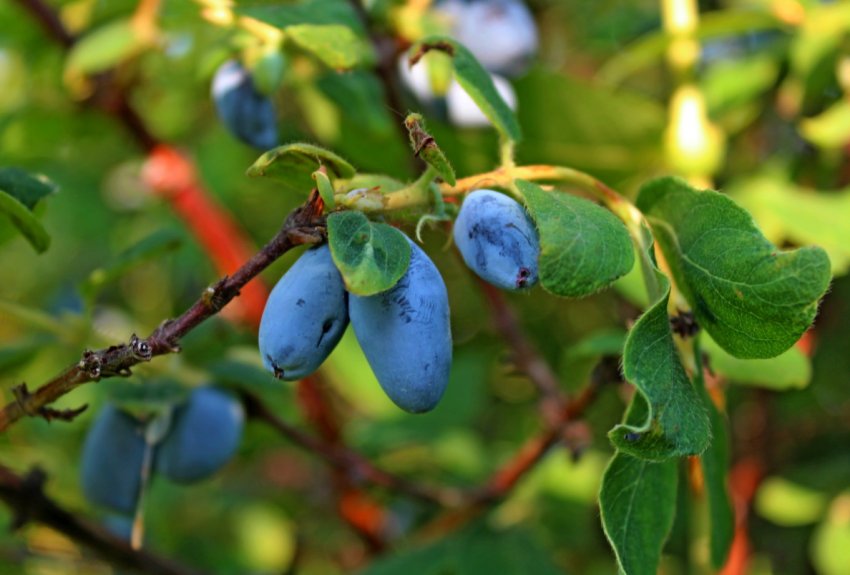 Жимолість Жимолість