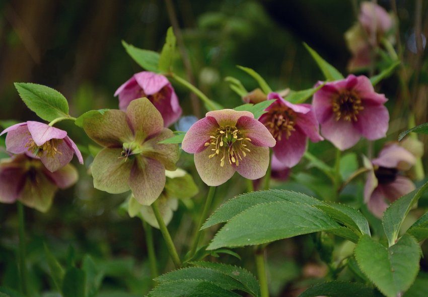 Морозник Морозник