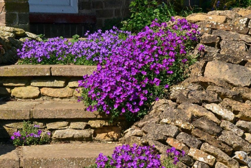 Аубреція Аубреція