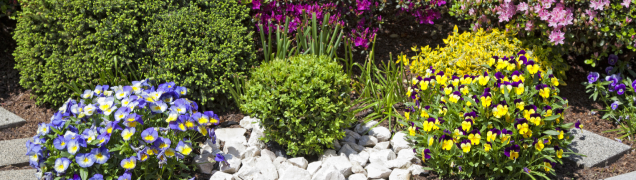 9 неприхованих багаторічників, які радують зеленим листям навіть взимку