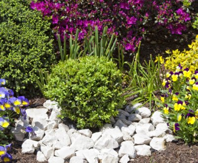 9 неприхованих багаторічників, які радують зеленим листям навіть взимку