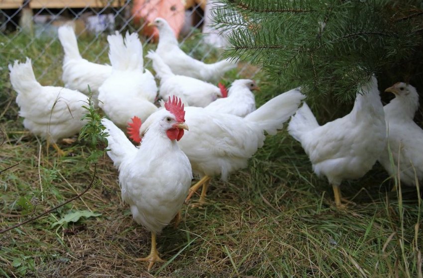 Леггорн Леггорн