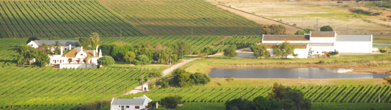 Сильна спека в Південній Африці після прохолодного тижня спалює кавуни