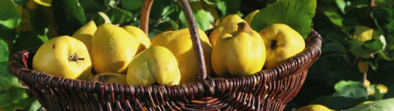 Врожай айви в Кордові, Іспанія, впаде на 50%