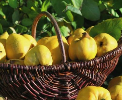 Врожай айви в Кордові, Іспанія, впаде на 50%