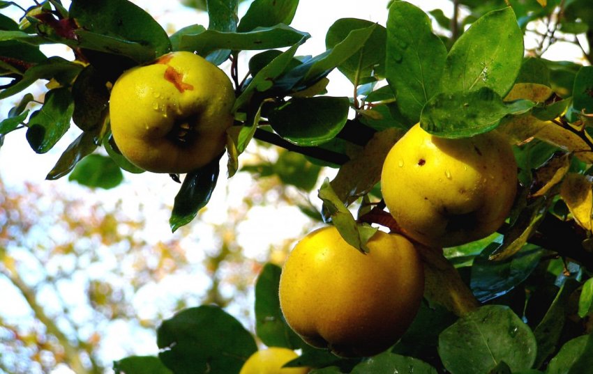 Вирощування груші Вирощування груші