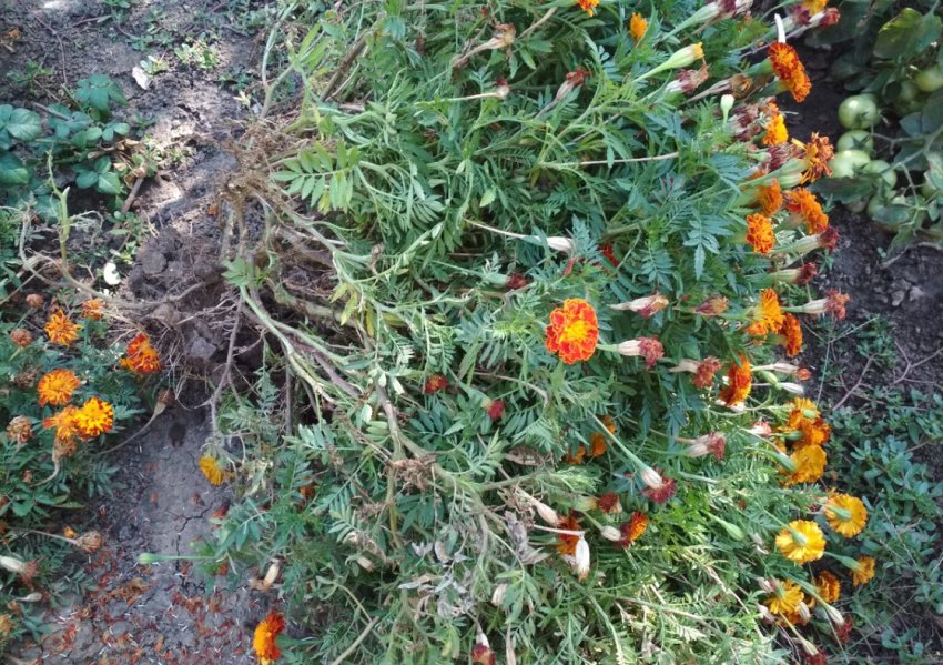 Листя амарантів