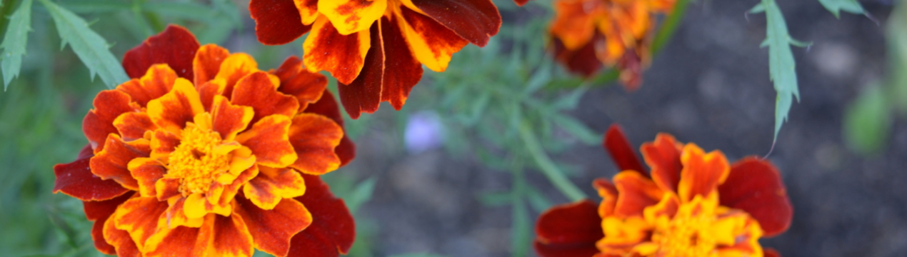 Чим я прикриваю свої квіти взимку: це краще листя і ялинових «лапок»