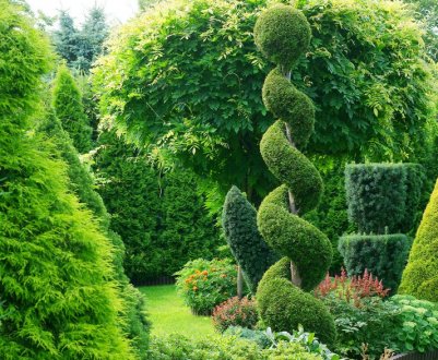 Чому неможливо садити хвойні дерева на своїй ділянці: звідки пішла прикмета і що вона сулить