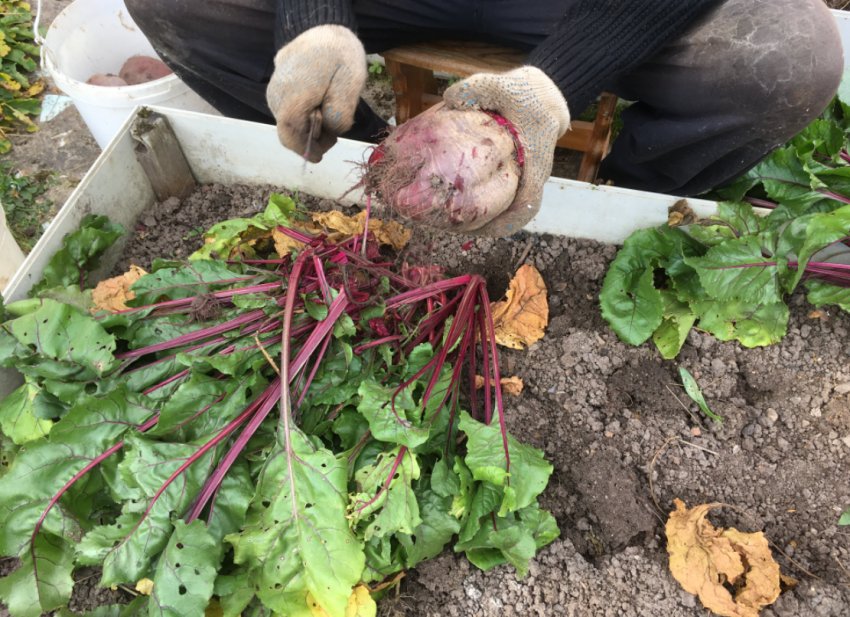 Обрізка ботви у буряка