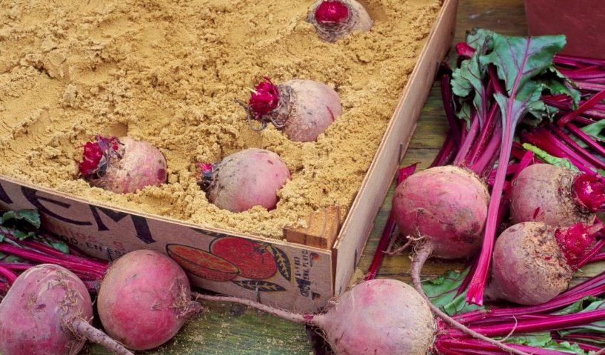 Хранення буряків в квартирі в піску