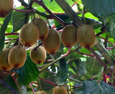 У цьому сезоні в Греції буде більше ківі