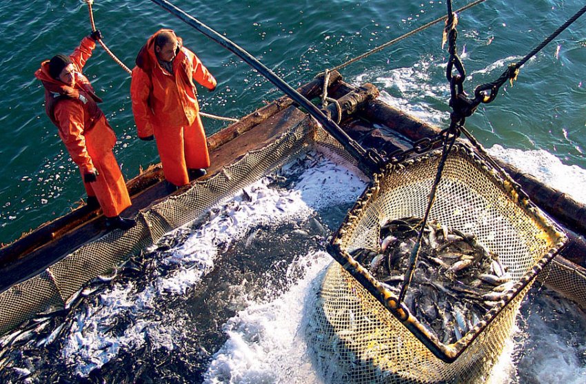 Вилов селедки в морі Вилов селедки в морі