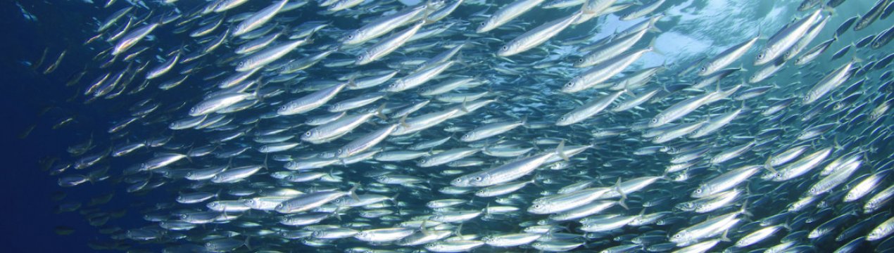 Ситуація для німецьких рибалок у Балтійському морі погіршується через рішення щодо вилову риби на 2021 рік