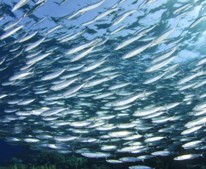 Ситуація для німецьких рибалок у Балтійському морі погіршується через рішення щодо вилову риби на 2021 рік