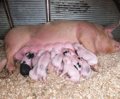 Опорос свиноматки в домашніх умовах