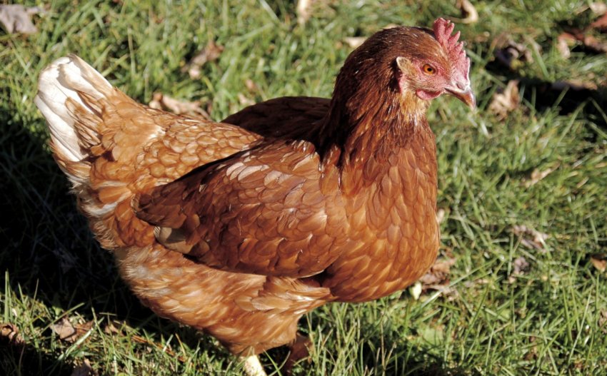 Шейвер Шейвер