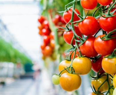 Alibaba і Sunac проводять дослідження та розробку інтелектуального сільського господарства