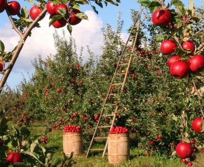 У Хорватії 19210 господарств, які вирощують яблука
